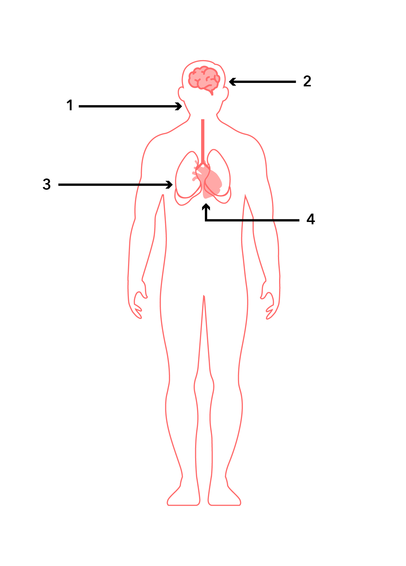 Image corporelle avec cerveau, bouche, poumons et cœur